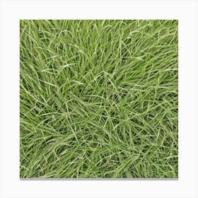 Grass Background 31 Canvas Print