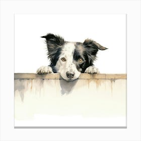 Border Collie 6 Canvas Print