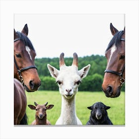 Llamas And Goats 1 Canvas Print