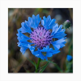 Blue Cornflower Canvas Print