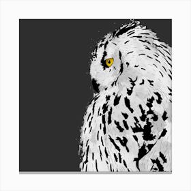 Snowy Owl Square Canvas Print