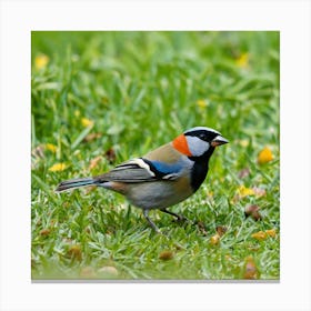 Blue-Winged Tit 3 Canvas Print