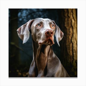 Weimaraner Canvas Print