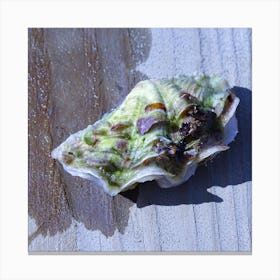 Shell On A Wooden Surface Canvas Print