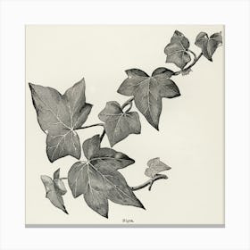 Ivy12 Canvas Print