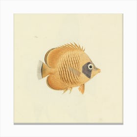 Unidentified Fish, Luigi Balugani Canvas Print