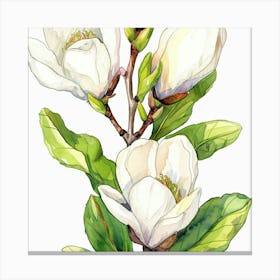 Magnolia Flower Watercolor Painting Canvas Print