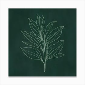 Chalk Drawing Of A Leaf Canvas Print