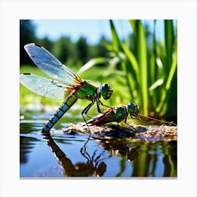 Nature Dragonfly Mating Couple Insect Sitting Duck Pond Lively Dvd Fauna Wild Animal Gras (4) Canvas Print