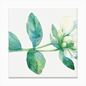 Editorial Art White Background Trifolium 1 Canvas Print