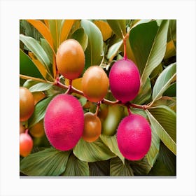 Rambutan Fruit Canvas Print