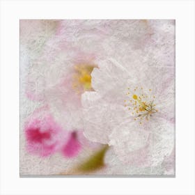 Cherry Blossoms 3 Canvas Print