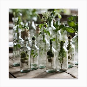 Glass Bottles With Plants Canvas Print