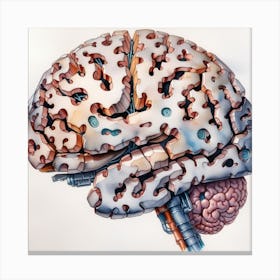 Brain Anatomy Canvas Print