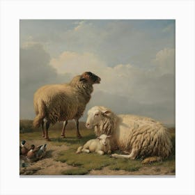 Sheeps 5 Canvas Print