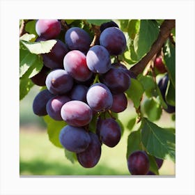 Plums On The Tree 1 Canvas Print