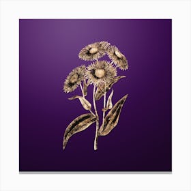 Gold Botanical Shewy Stenactis on Royal Purple n.2691 Canvas Print