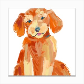 Labradoodle 03 Canvas Print