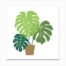 Monstera Nature Plant Canvas Print