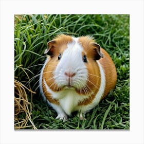 Guinea Pig 3 Canvas Print