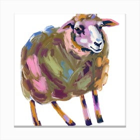 Merino Sheep 02 Canvas Print