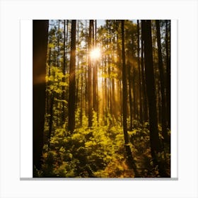 Sun Shining Through A Forest Canvas Print