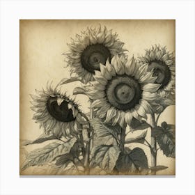 Sunflowers 2 Canvas Print