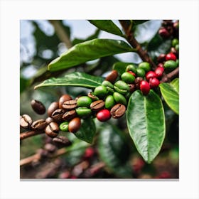 Coffee Beans On A Tree 33 Canvas Print