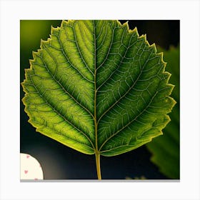 Poplar leaf 1 Canvas Print