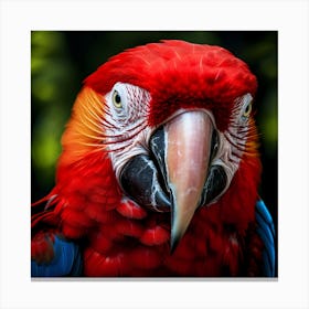 Red Macaw Canvas Print