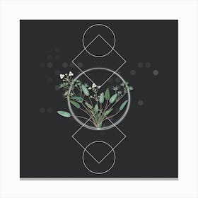 Vintage Starfruit Botanical with Geometric Line Motif and Dot Pattern Canvas Print