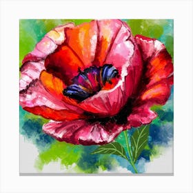 Poppy Beauty Canvas Print