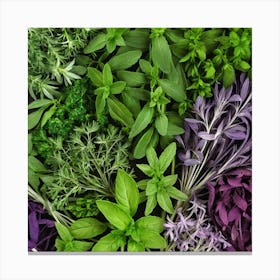 Fresh Herbs 5 Canvas Print