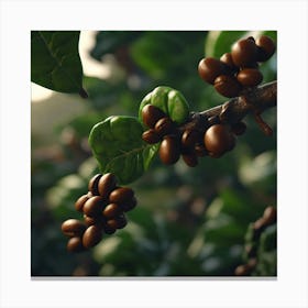 Coffee Beans On A Branch 8 Canvas Print