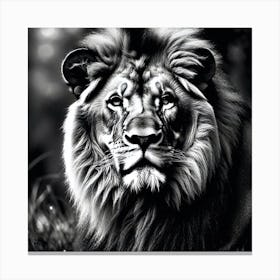 Black And White Lion 1 Canvas Print