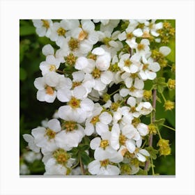 White Flower Canvas Print