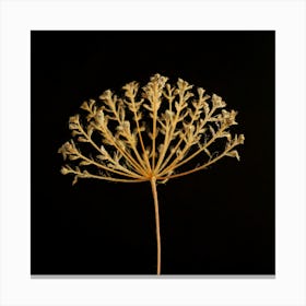 Dried Dandelion Canvas Print