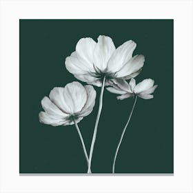 White Flowers 1 Canvas Print