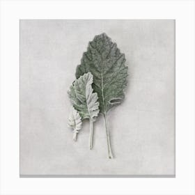Minimalistic Muted Leaves Square Canvas Print