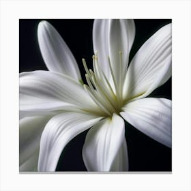 White Lily Canvas Print