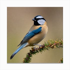 Blue Tit 53 Canvas Print