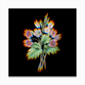 Prism Shift The Chinese primrose Primula sinensis Botanical Illustration on Black n.0056 Canvas Print