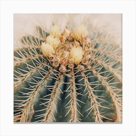 Barrel Cactus Square Canvas Print