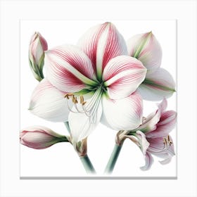 Amaryllis 6 Canvas Print