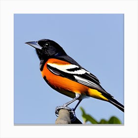 Orioles Canvas Print