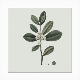 Sassafras Canvas Print