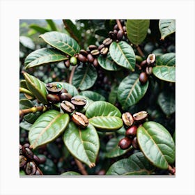 Coffee Beans On A Tree 4 Canvas Print