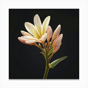 'Frangipani' 1 Canvas Print