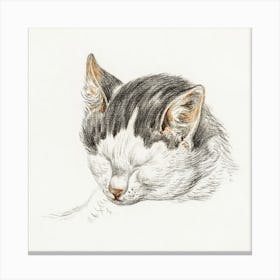 Sketch Of A Cat 1, Jean Bernard Canvas Print