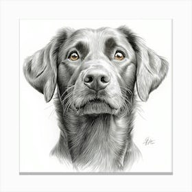 Chesapeake Bay Retriever Canvas Print